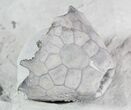 Crinoid, Trilobite, Brachiopod Fossils - Waldron Shale, Indiana #47101-2